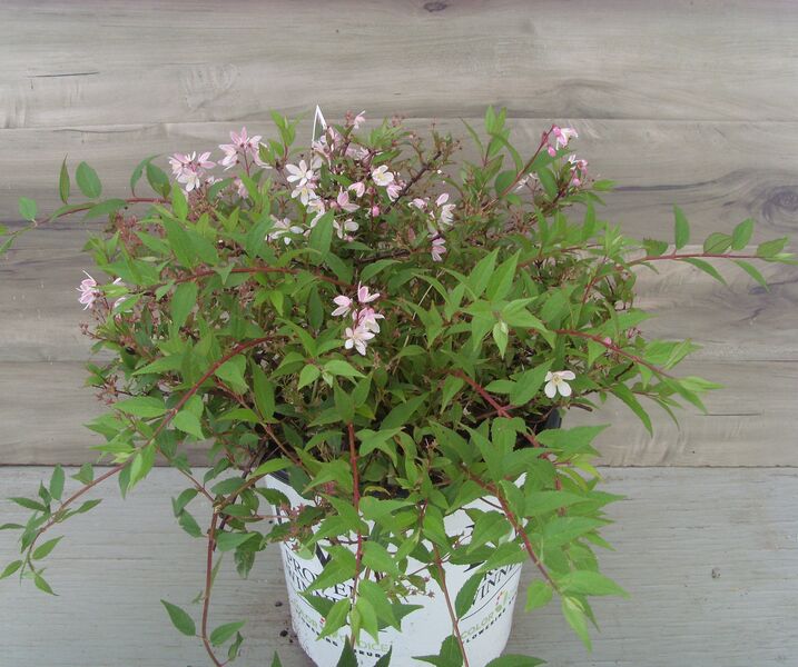 Yuki Cherry Blossom: 2 Gallon Pot