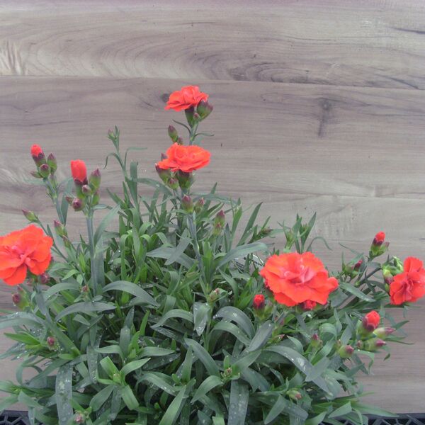 Red: 6.5 inch pot