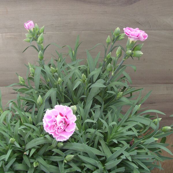 Lavender Eye: 6.5 inch pot