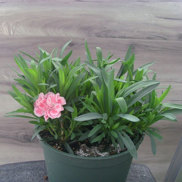 Peach Edge: 6.5 inch pot