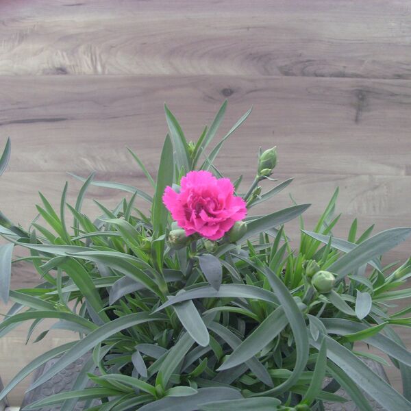 Pink/Red: 6.5 inch pot