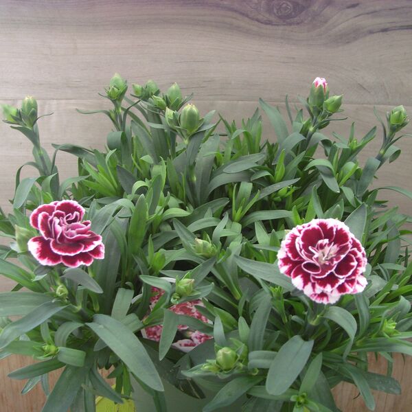 Ruby Splash: 6.5 inch pot