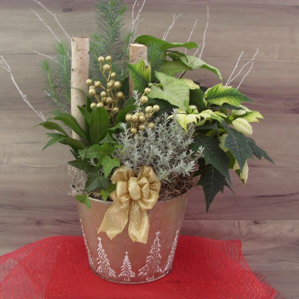 Holly Jolly Pine: 8 inch Pot