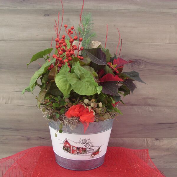 Holly Jolly Pine: 8 inch Pot