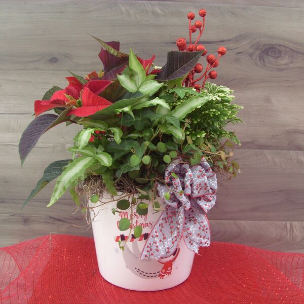 Santa's Cookie Jar: 6 inch pot