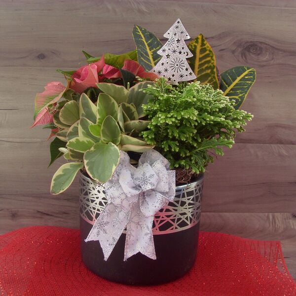 Santa's Cookie Jar: 6 inch pot