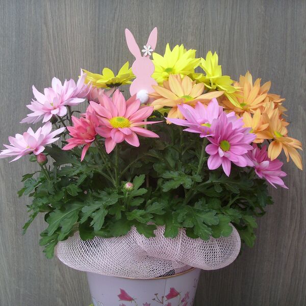 Spring Re-Leaf: 6 inch pot