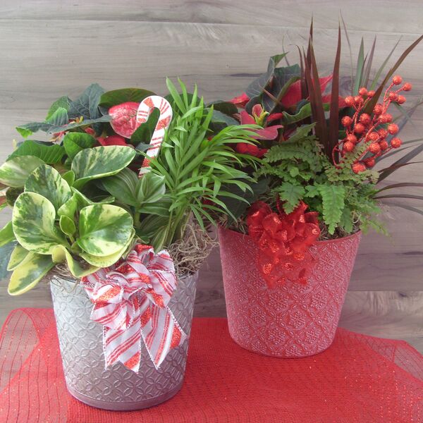 Tinsel Tidings: 6 inch pot