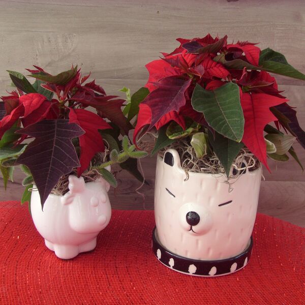 A Winter's Tale: 4 inch Decorative Pot