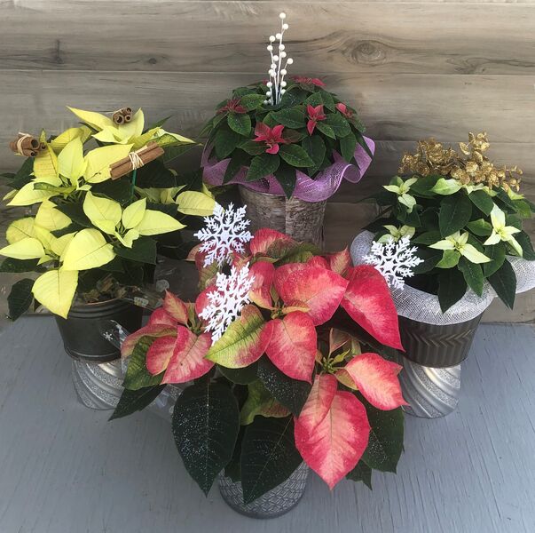 Enhanced 6" Poinsettia Varieties in Decorative Pots: 6 inch pot