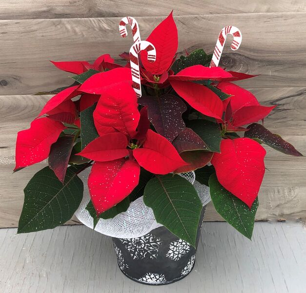 Enhanced 6" Poinsettia Red in Snowflake pot: 6 inch pot