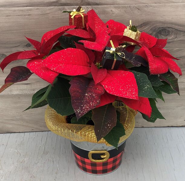 Enhanced 6" Poinsettia Red w Present Ornaments: 6 inch pot