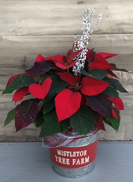 Enhanced 6" Poinsettia Red in Mistletoe Tree Farm pot : 6 inch pot