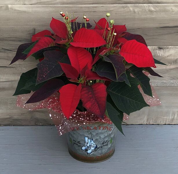 Enhanced 6" Poinsettia Red in Ice Skating pot: 6 inch pot