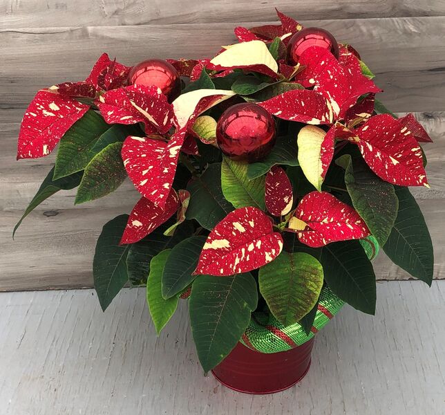 Enhanced 6" Poinsettia Red Glitter : 6 inch pot