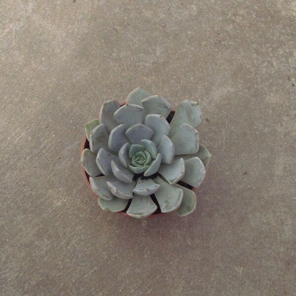 Asteroid: 2 inch pot Asteroid: 2 inch pot