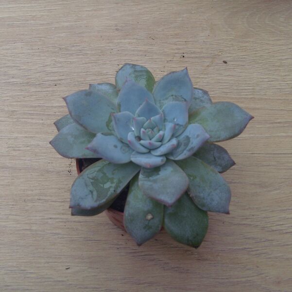 Blue Bird: 2 inch pot