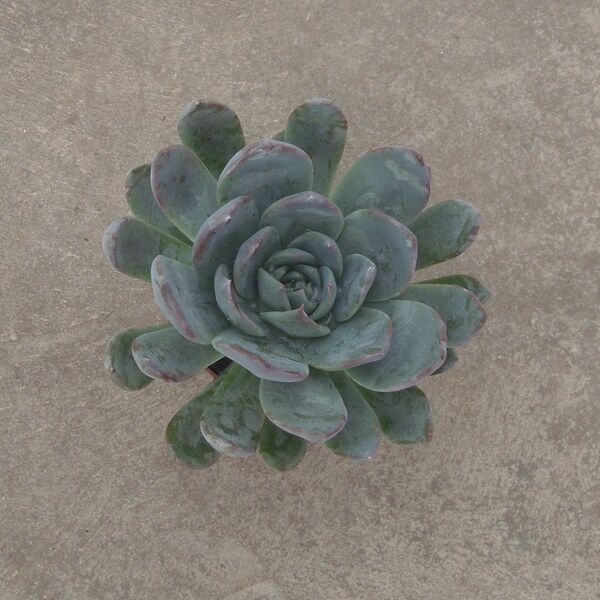 Blue Jay: 2 inch pot Blue Jay: 2 inch pot