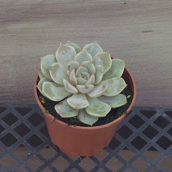 Blue Lola: 2 inch pot
