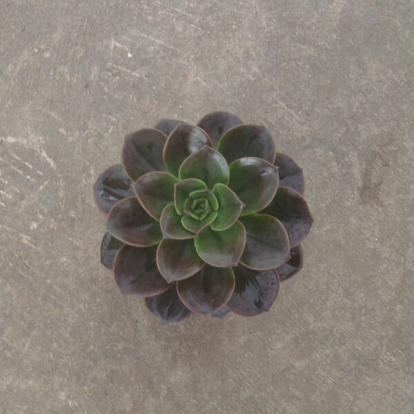 Burgundy Pearl: 2 inch pot