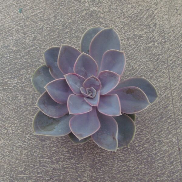 Perle Von Nurnberg: 2 inch pot
