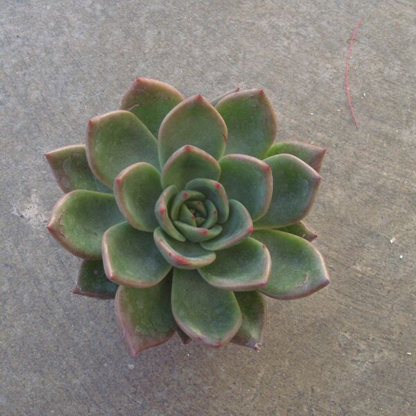 Potosina: 2 inch pot Potosina: 2 inch pot