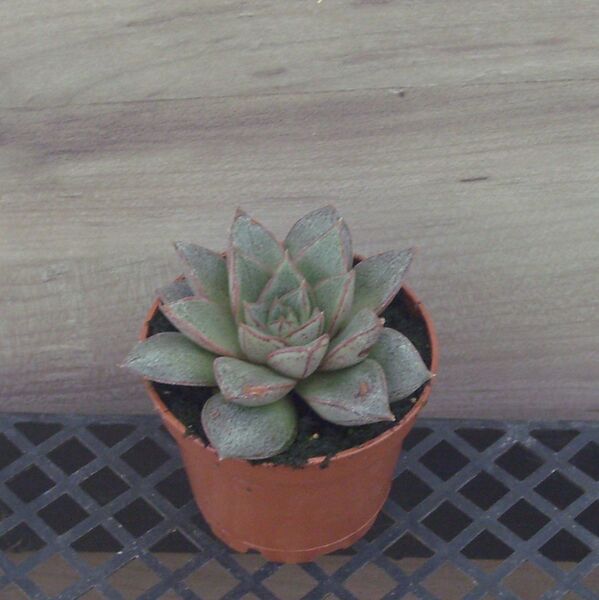 Purpureum: 2 inch pot