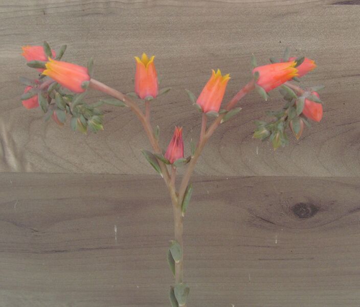 Rainy Day: 2 inch pot Rainy Day: 2 inch pot