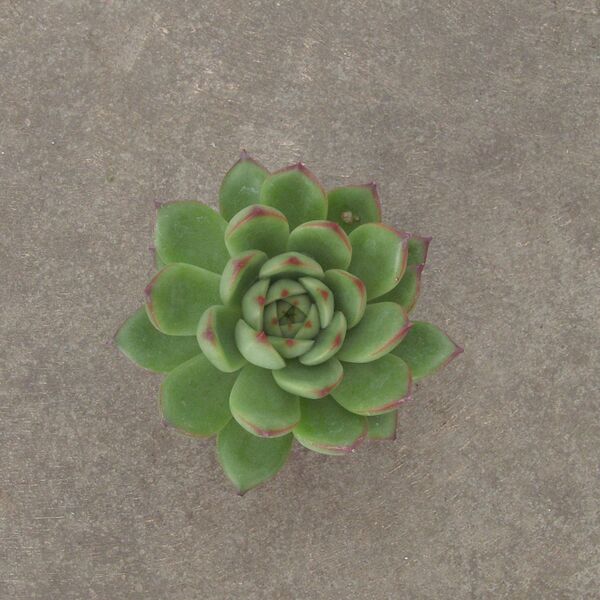 Red Cone: 2 inch pot Red Cone: 2 inch pot