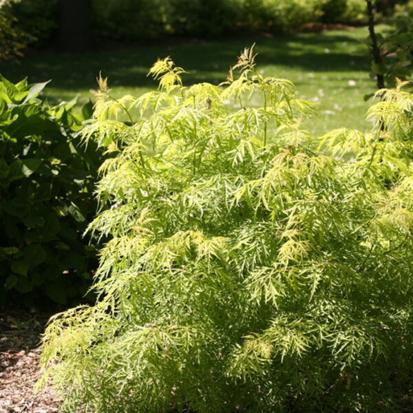 Lemony Lace: Proven Winner pot Lemony Lace: Proven Winner pot