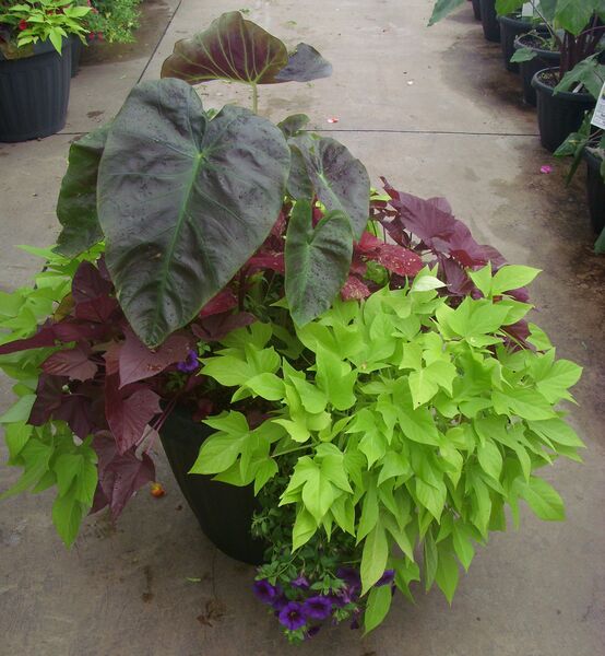 Aloha - Calibrachoa Blue: 20 inch Planter
