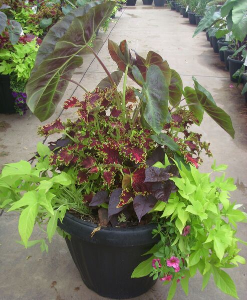 Aloha - Calibrachoa Rose: 20 inch Planter