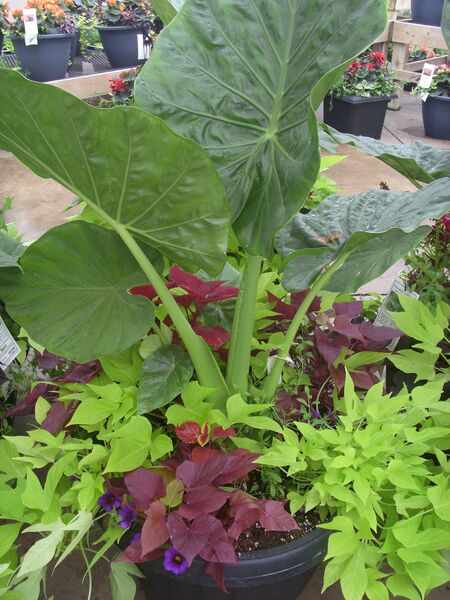 Calidora Mix - Calibracoa Blue: 20 inch Planter Calidora Mix - Calibracoa Blue: 20 inch Planter