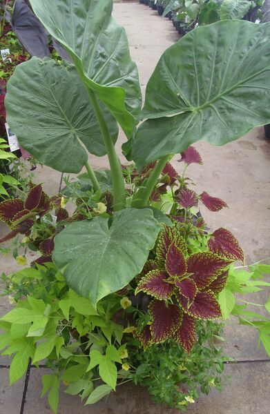 Calidora Mix - Calibracoa Yellow: 20 inch Planter Calidora Mix - Calibracoa Yellow: 20 inch Planter