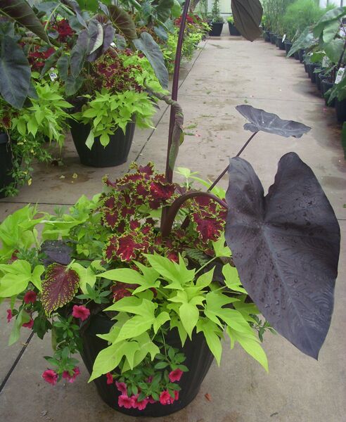 Diamond Head - Calibrachoa Rose: 20 inch Planter