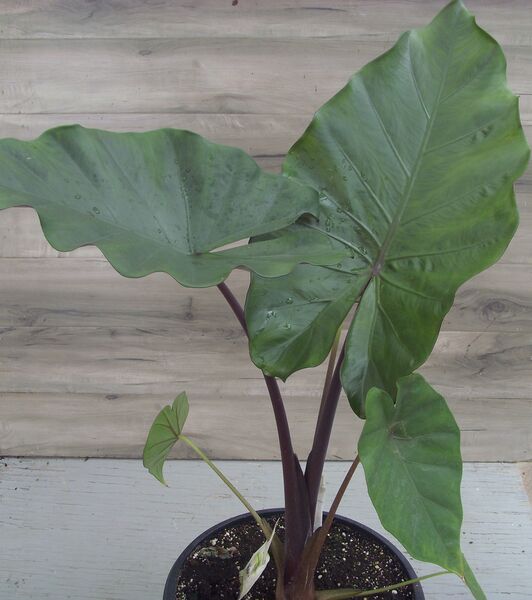 Sumo: 13 inch Planter