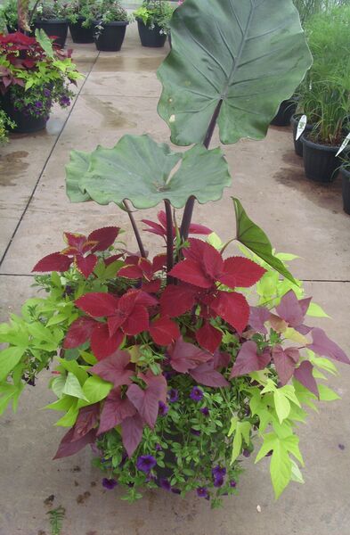 Sumo Mix - Calibrachoa Blue: 20 inch Planter