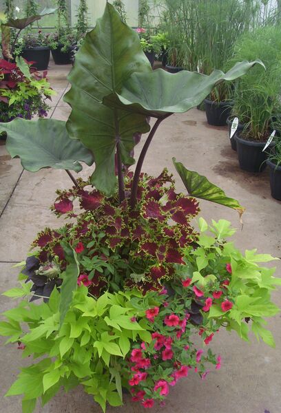 Sumo Mix - Calibrachoa Rose: 20 inch Planter