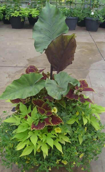 Sumo Mix - Calibrachoa Yellow: 20 inch Planter