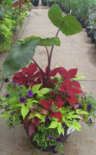 White Lava - Calibrachoa Blue: 20 inch Planter