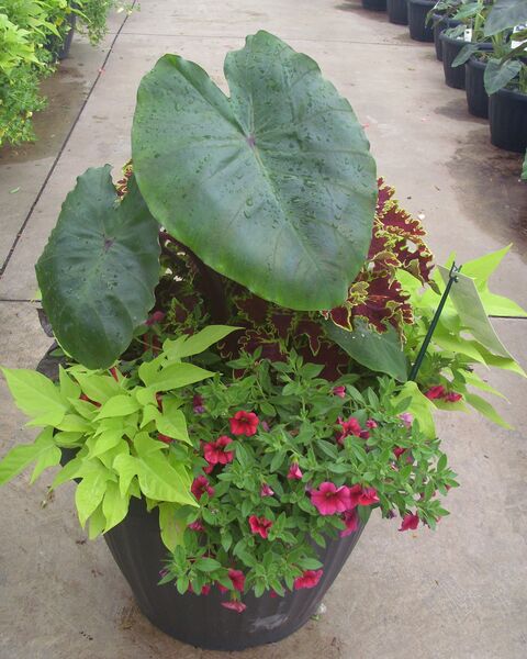White Lava - Calibrachoa Rose: 20 inch Planter