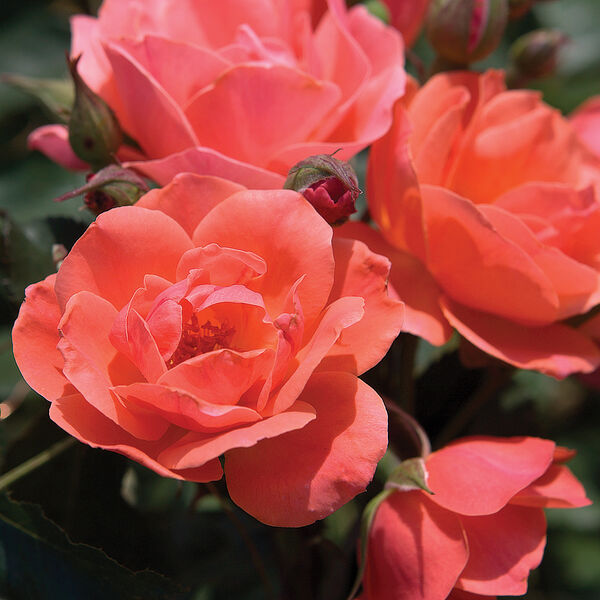 Carefree Celebration: 2 Gallon Pot Carefree Celebration: 2 Gallon Pot