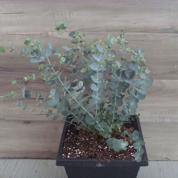 Glacier Eucalyptus: 8 inch pot