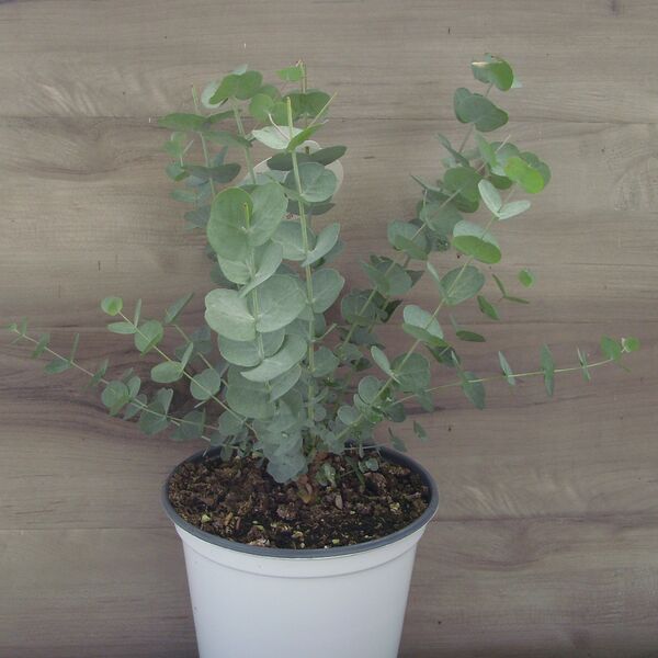 Glacier Eucalyptus: 5 inch Pot