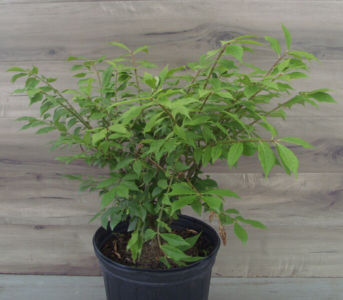 One Gallon Potted buying Dwarf Burning Bush Plant