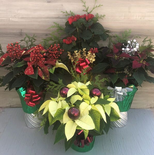 Evergreen Enhanced 6" Poinsettia Varieties: 6 inch pot