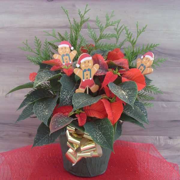 Evergreen Enhanced 6" Poinsettia with Gingerbread Men: 6 inch Pot Cover