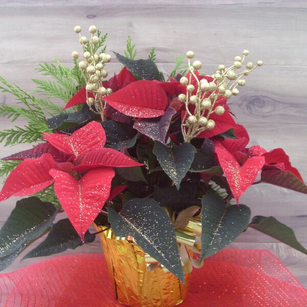 Evergreen Enhanced 6" Poinsettia with Gold Berries: 6 inch Pot Cover