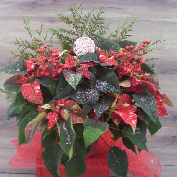 Evergreen Enhanced 6" Poinsettia with Sign/Red Berries: 6 inch Pot Cover