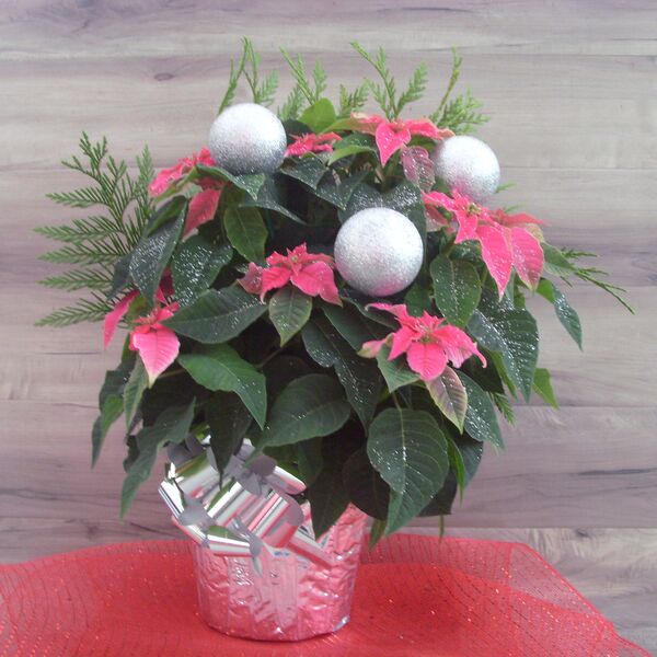 Evergreen Enhanced 6" Poinsettia with Silver Glitter Balls: 6 inch Pot Cover